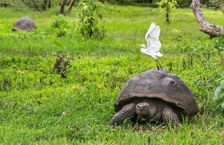 Ecuador und Galápagos zum Kennenlernen ©Maridav/istock